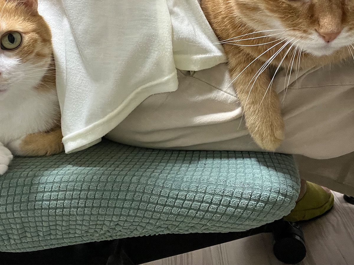 猫