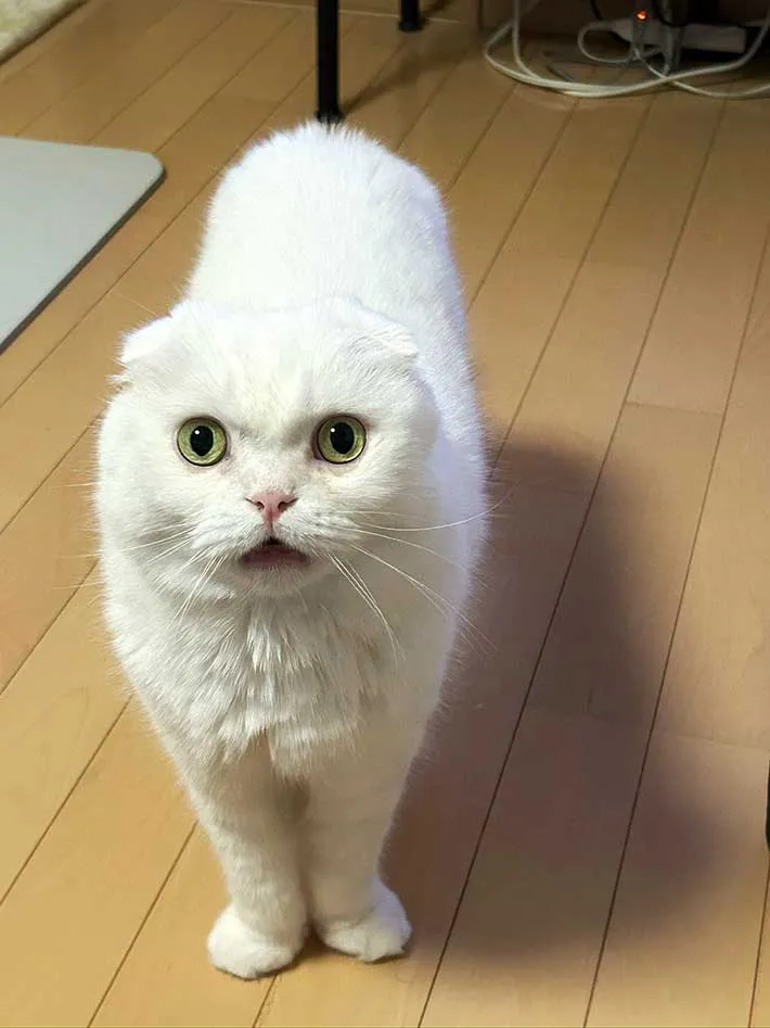猫の写真