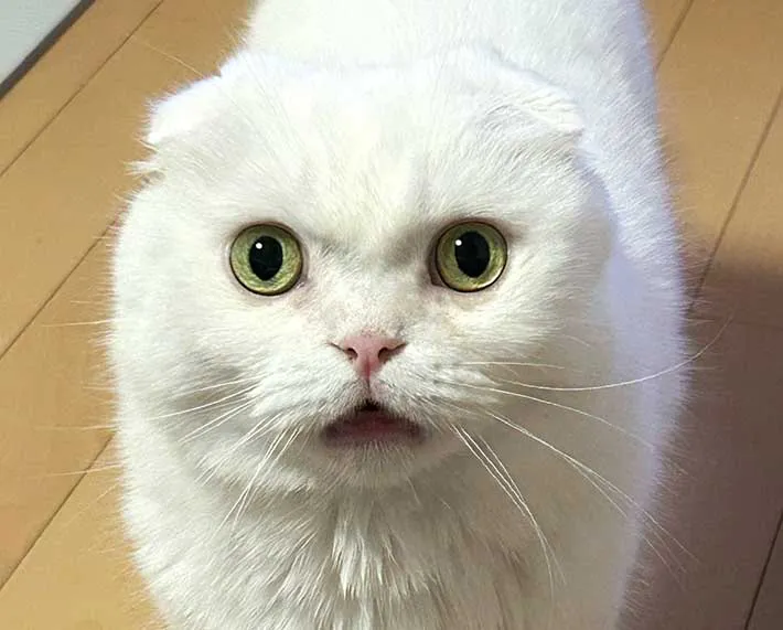 猫の写真