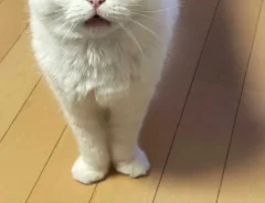 猫の写真