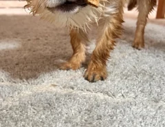 犬