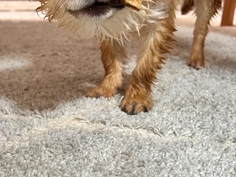犬