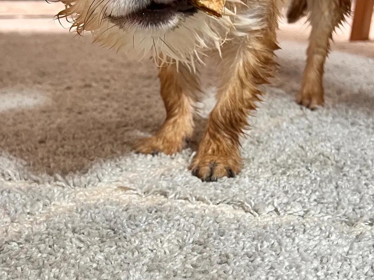 犬