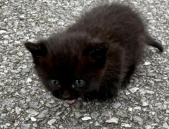 猫の写真