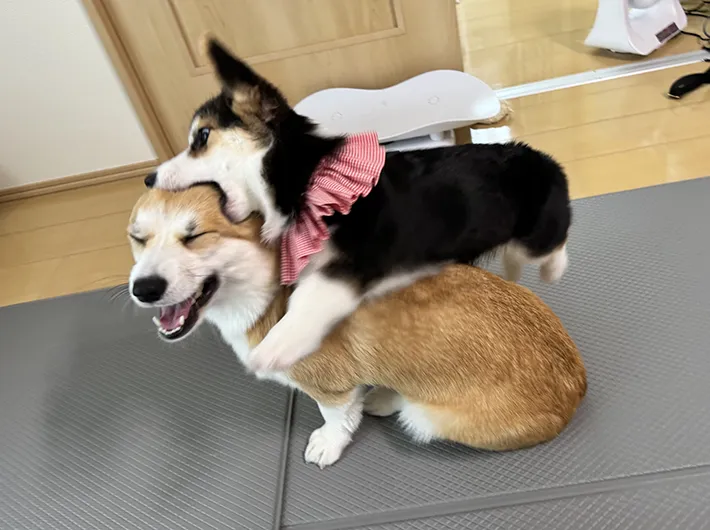 犬