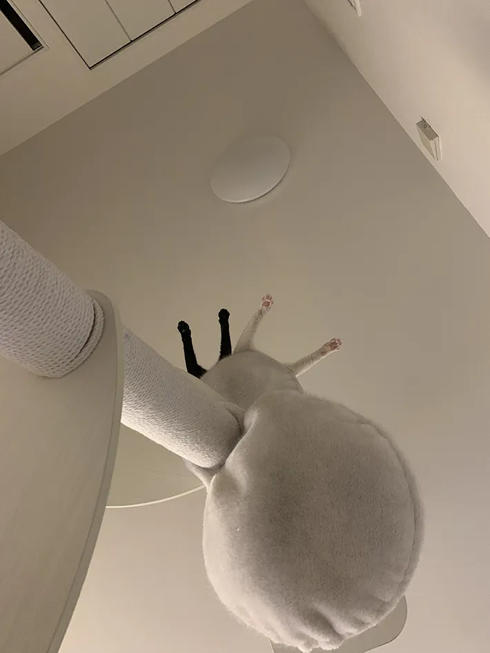 猫の写真