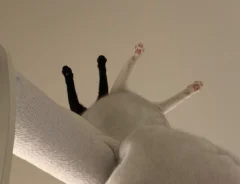 猫の写真