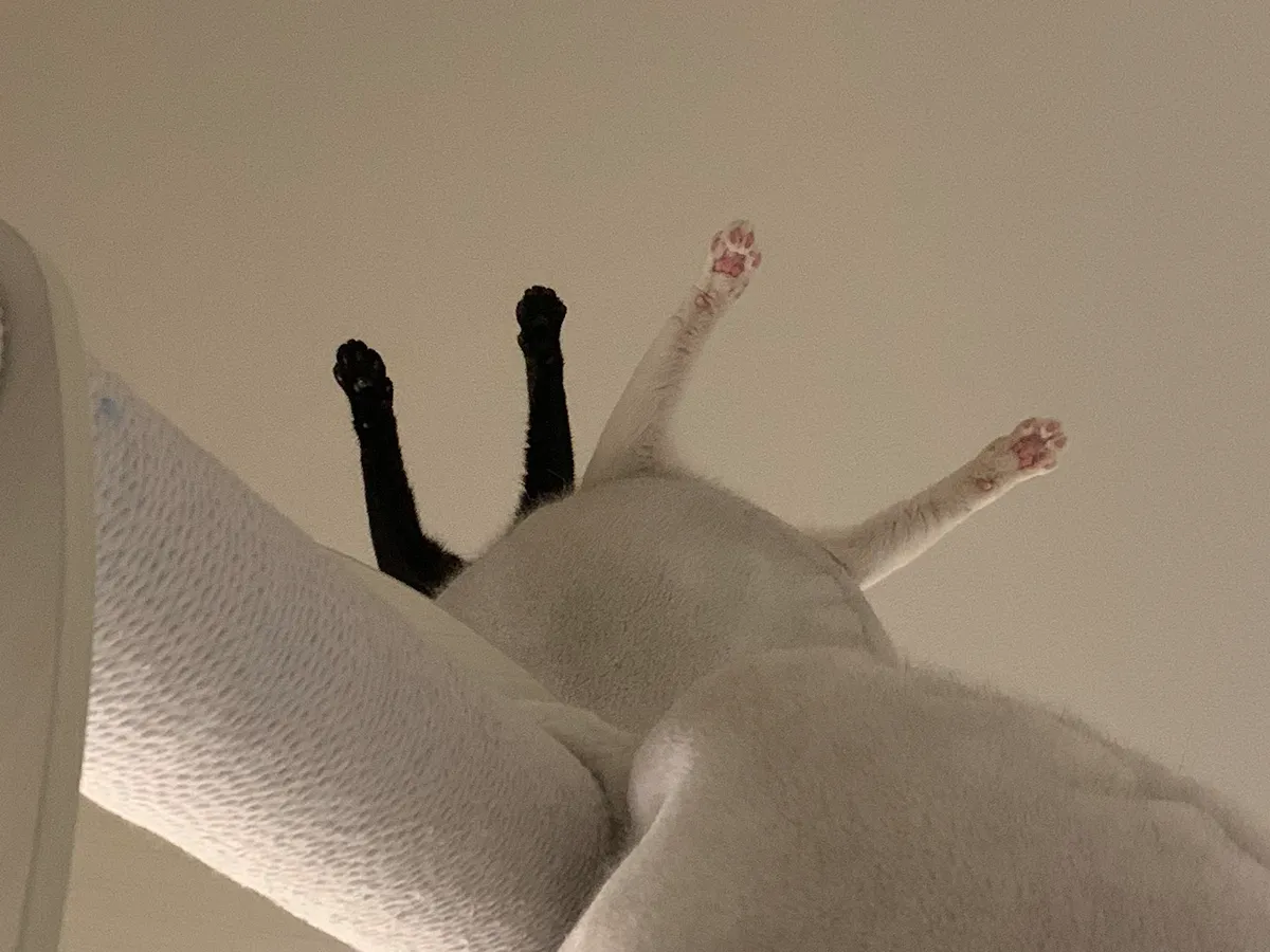 猫の写真
