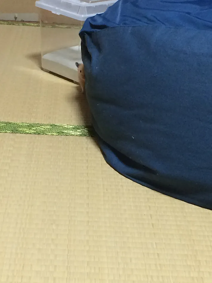 ハムスターの写真