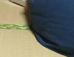 ハムスターの写真