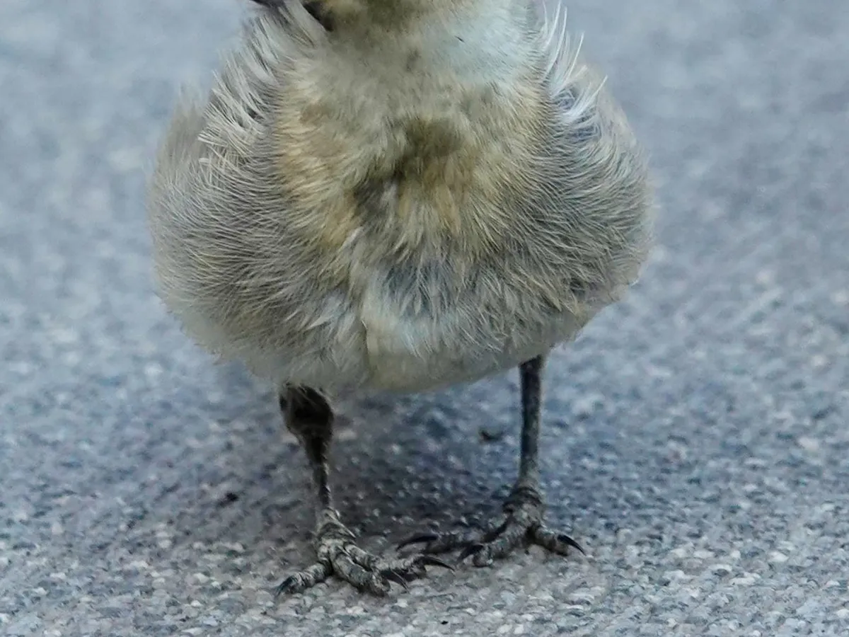 ハクセキレイの写真