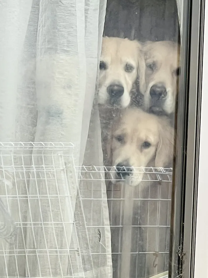 ゴールデンレトリバーの写真