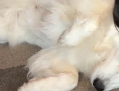 『犬吸い』をする娘