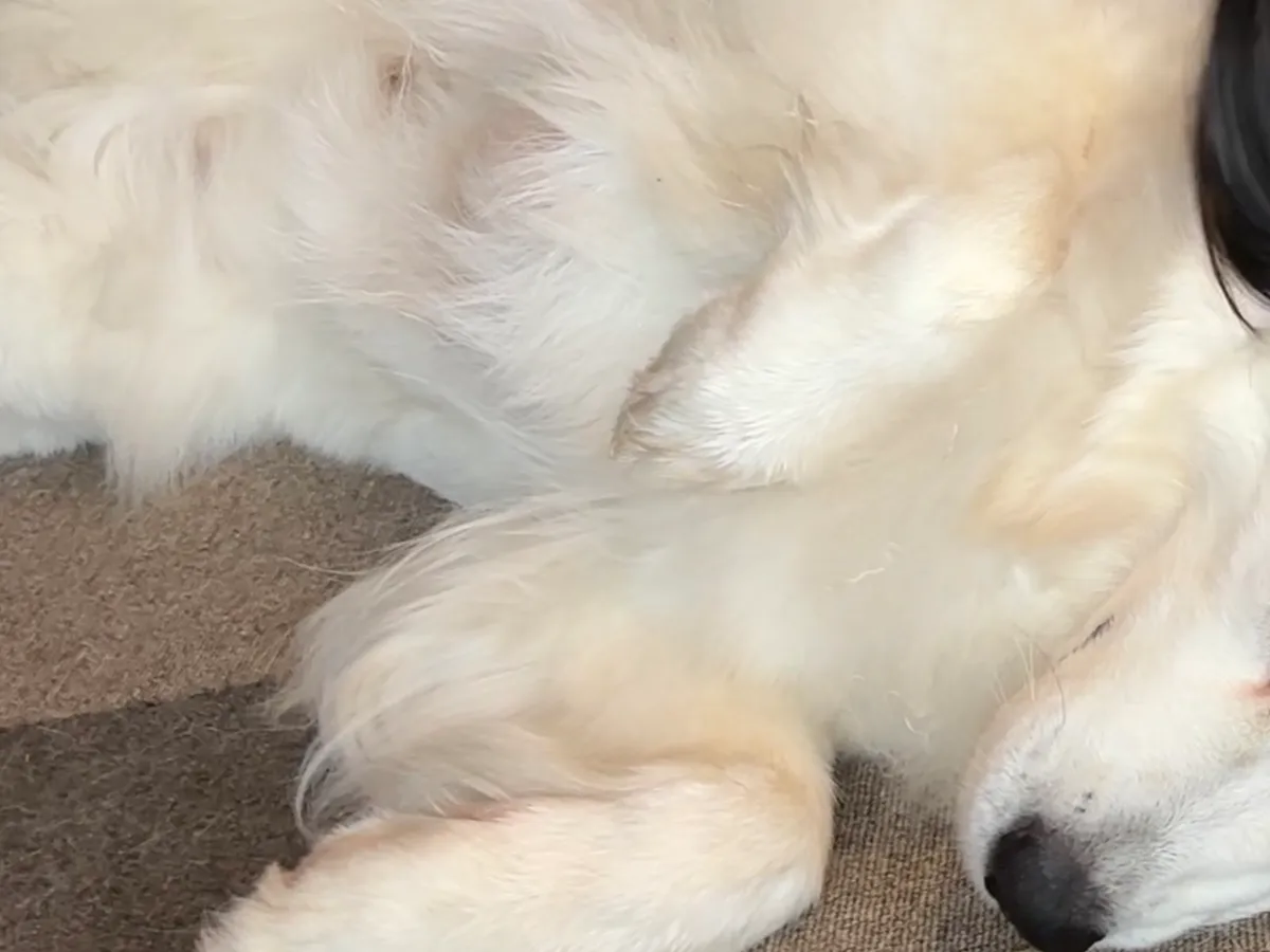 『犬吸い』をする娘
