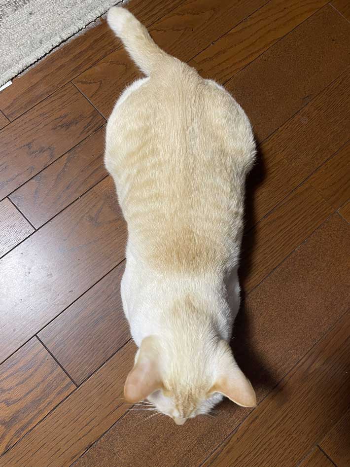 せんくんの背中