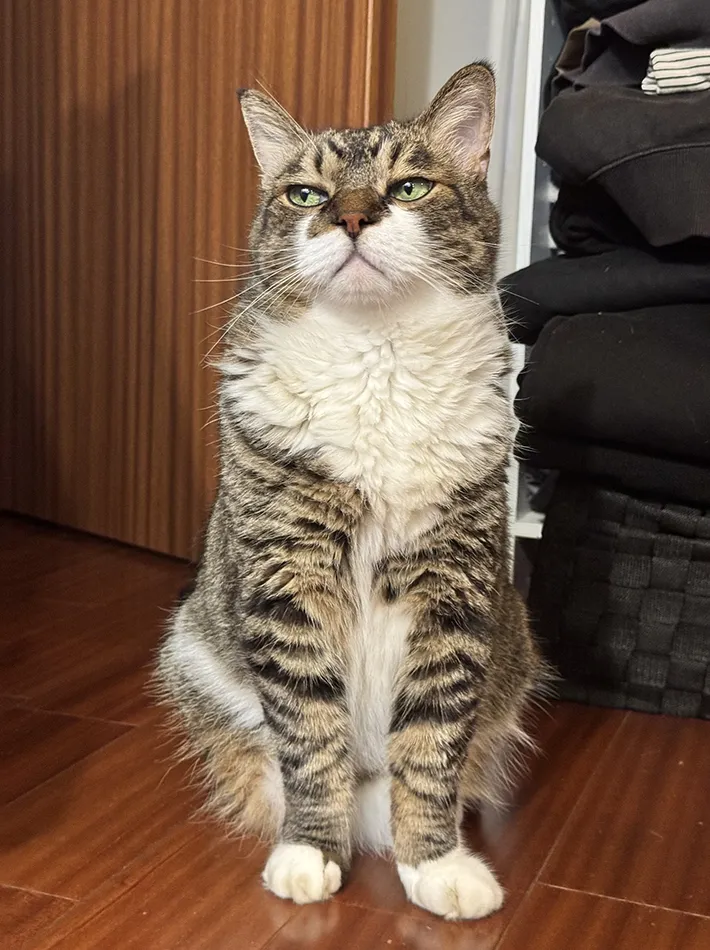 猫