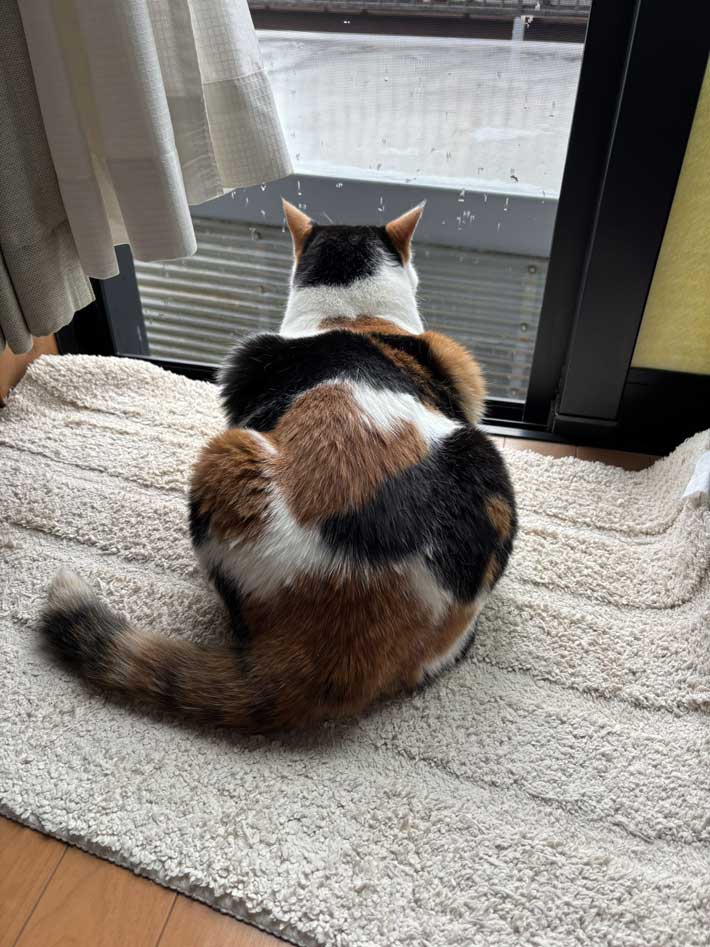 筋骨隆々な猫