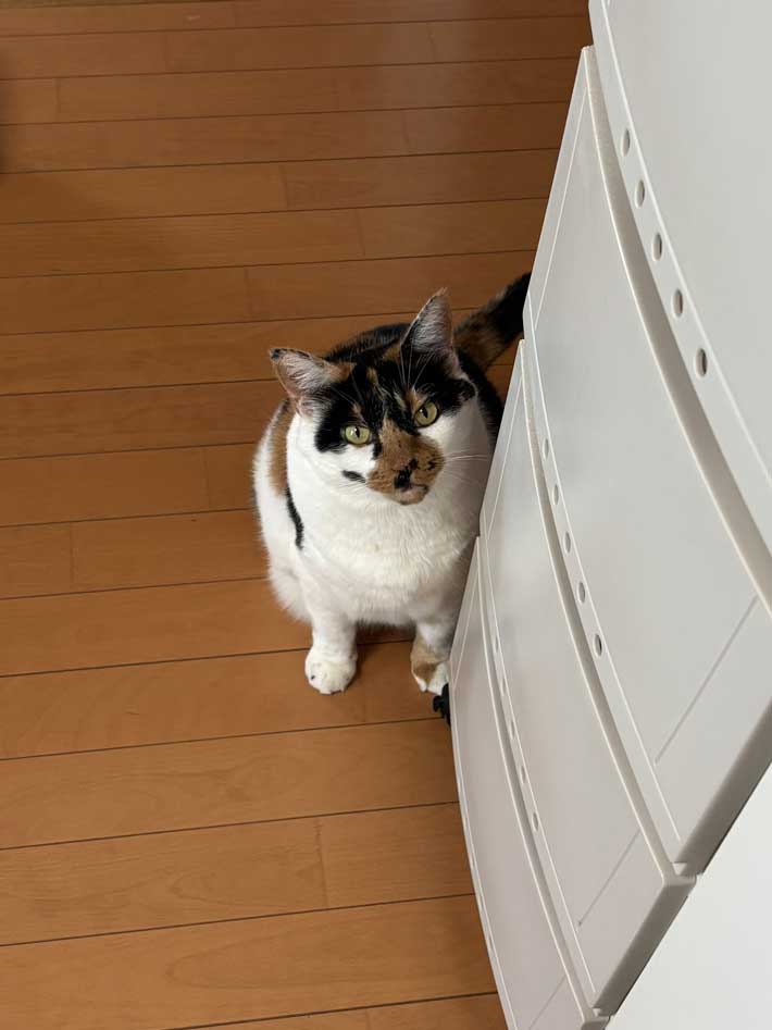 ご飯が欲しい時の猫