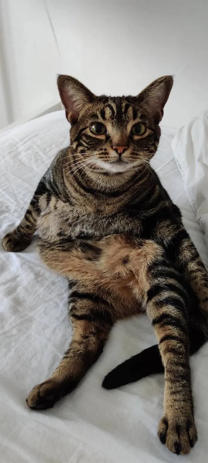 猫の写真
