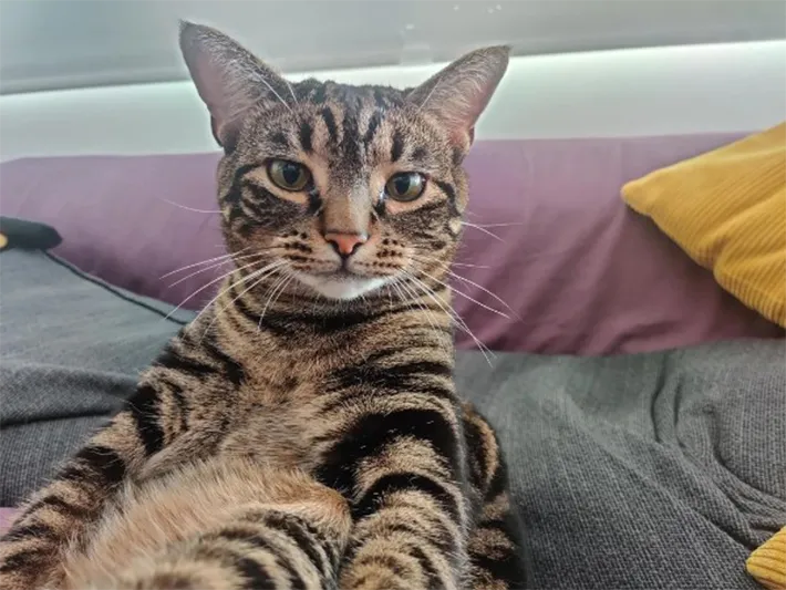 猫の写真