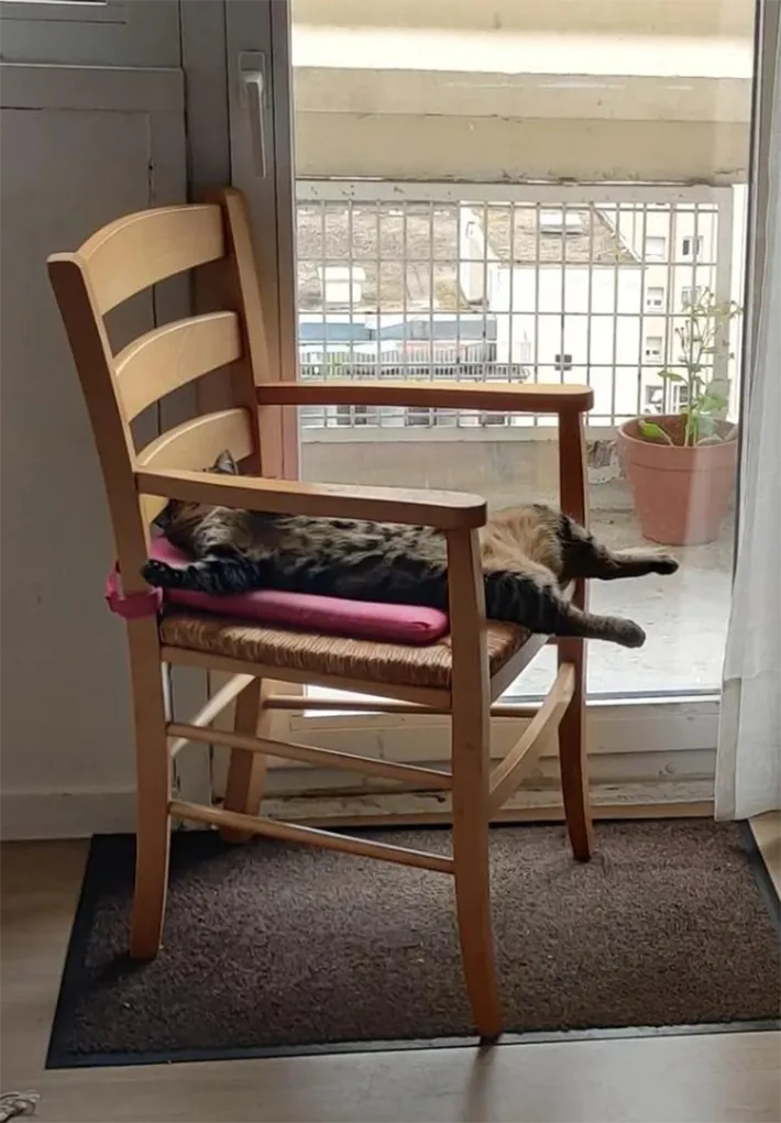 猫の写真