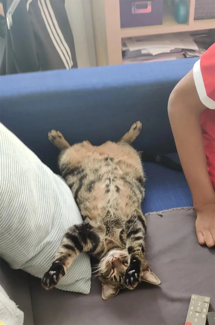 猫の写真