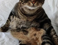 猫の写真