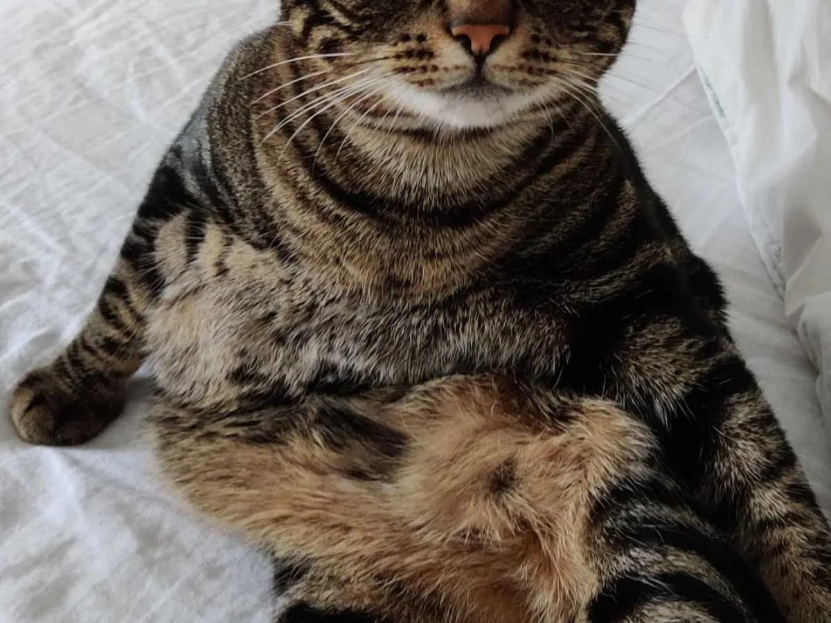 猫の写真