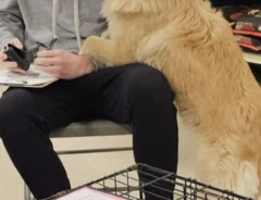 男性と犬の写真