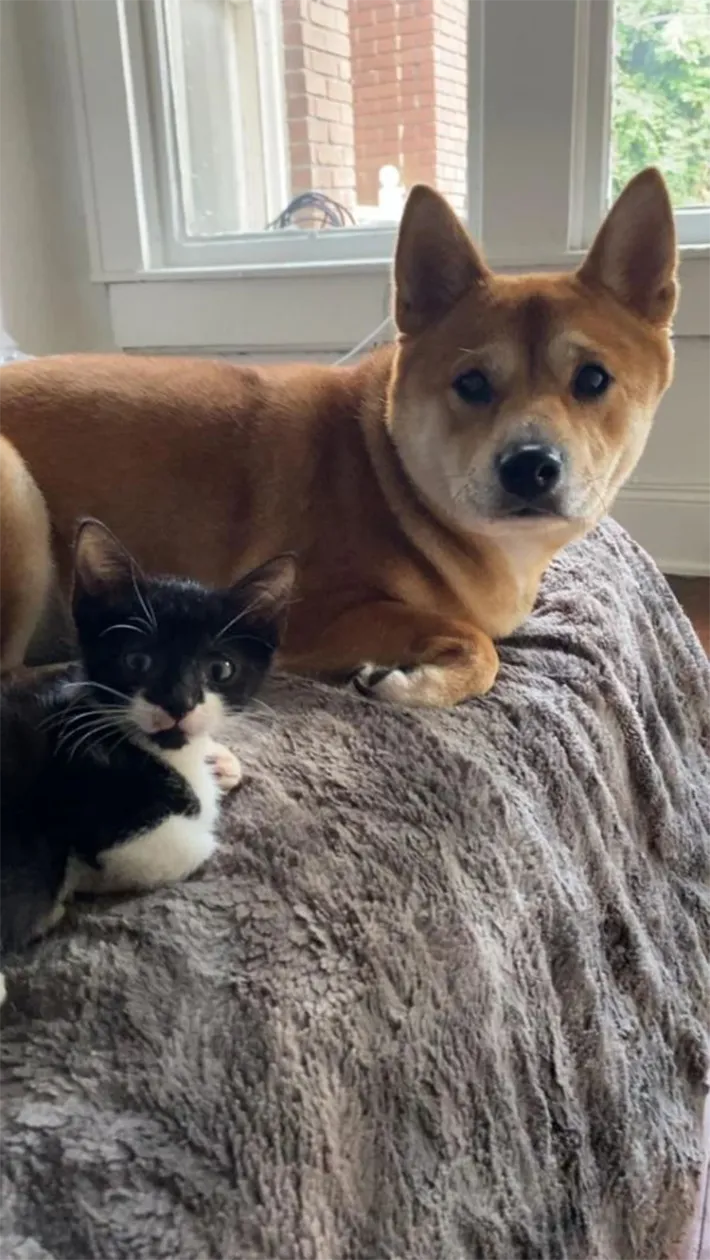 柴犬と子猫の写真