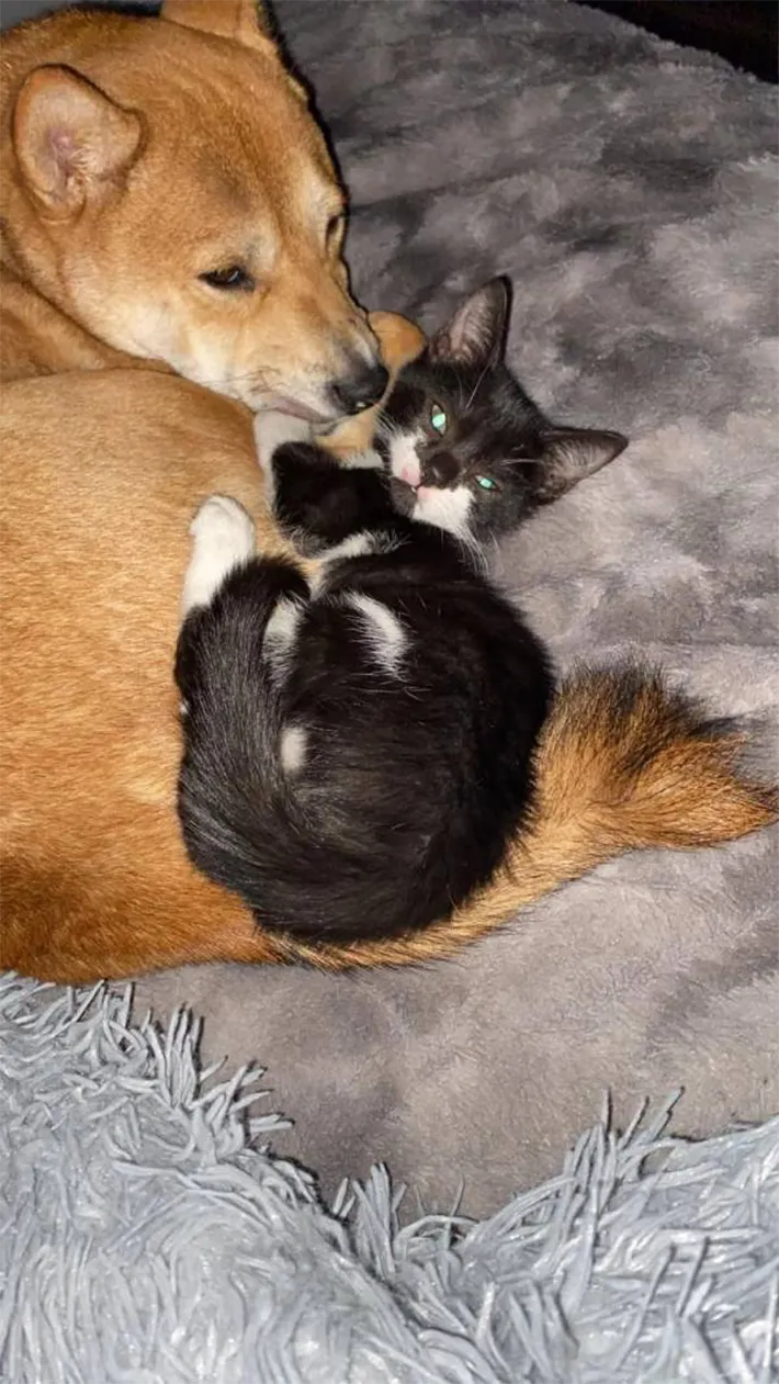 柴犬と子猫の写真