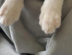 子猫の前脚の写真