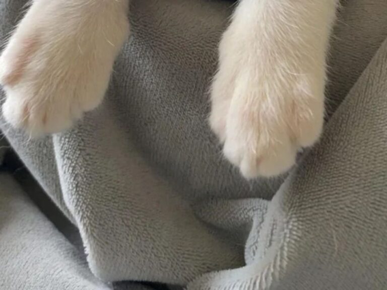 子猫の前脚の写真