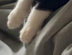 子猫の前脚の写真