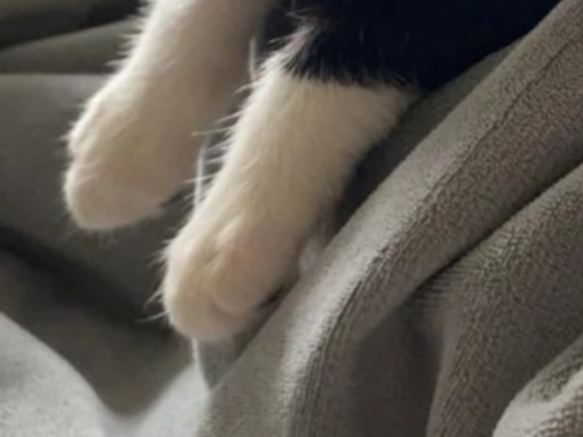 子猫の前脚の写真