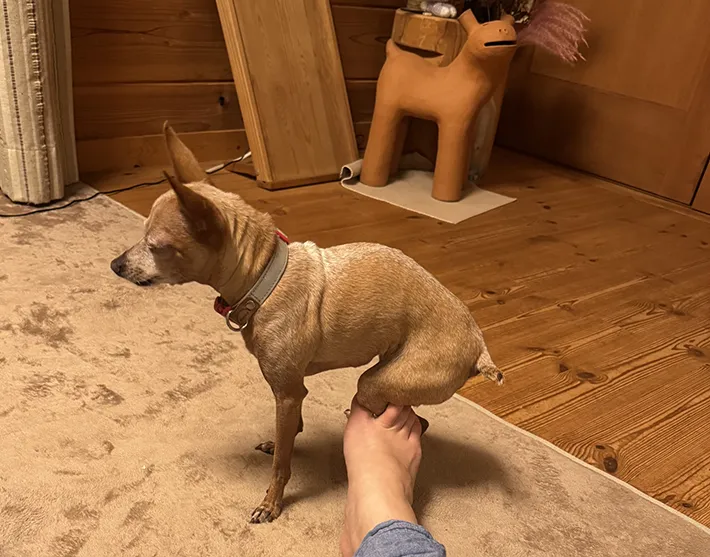 犬の画像