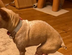 犬の画像