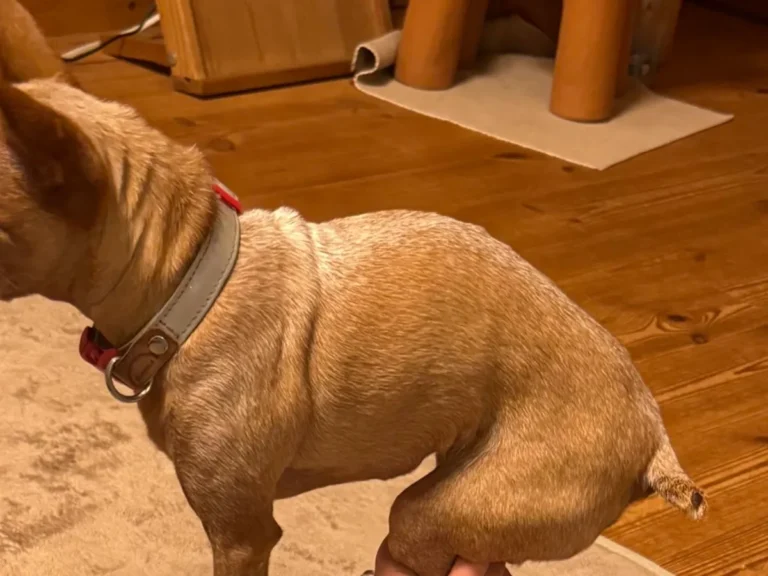 犬の画像
