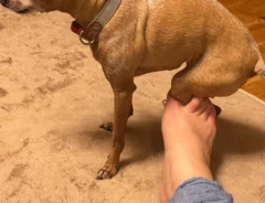犬の画像
