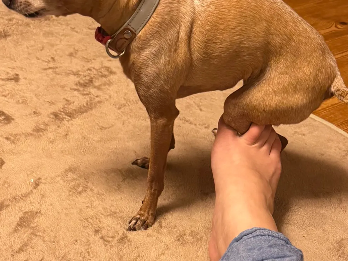 犬の画像