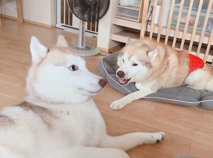 犬の画像