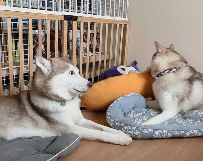 犬の画像