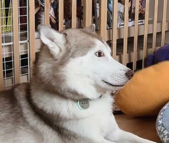 犬の画像