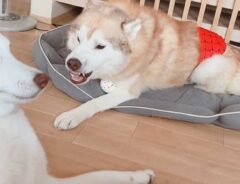 ハスキーの画像