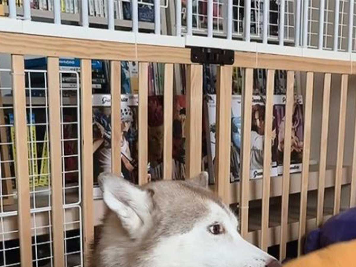 ハスキーの画像