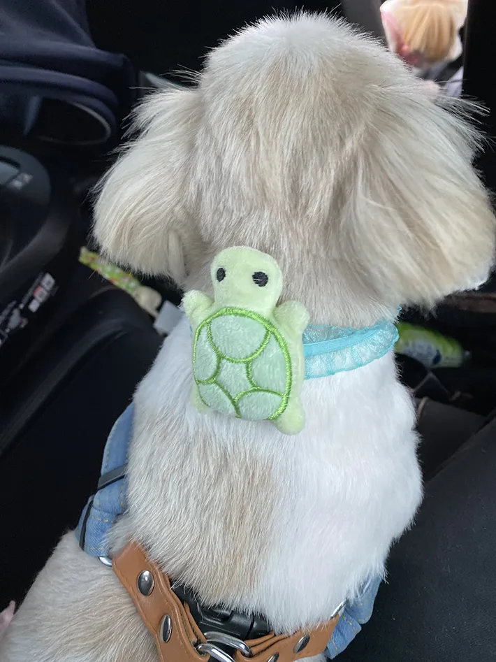 犬の写真
