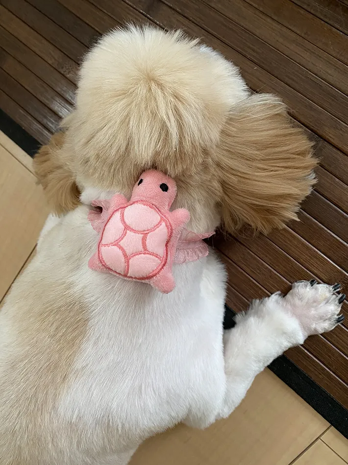 犬の写真