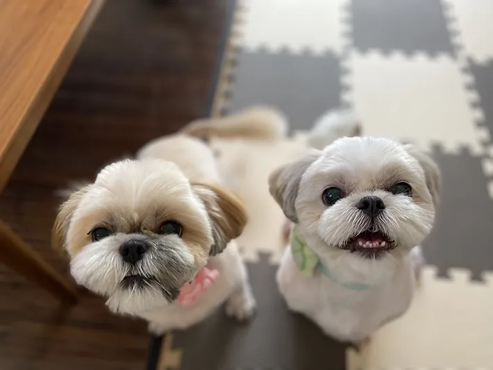 犬の写真