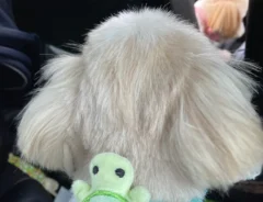 犬の写真