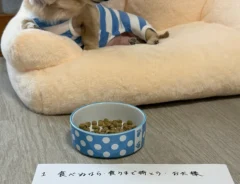 @siawase1717さんの投稿写真